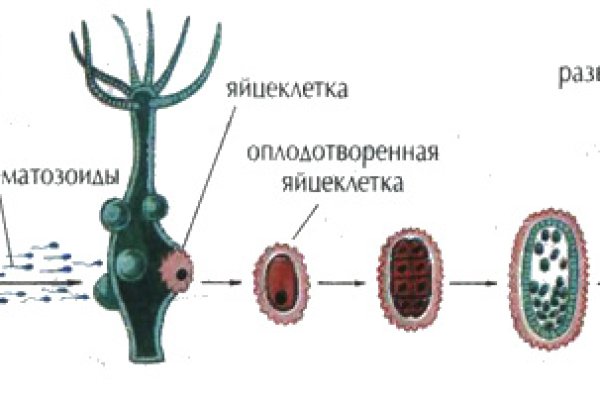 Kraken зеркало krakens13 at