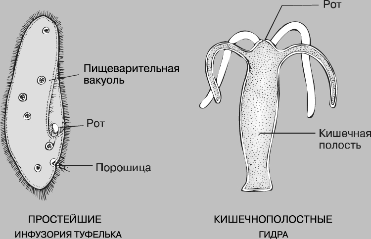 Украли аккаунт на кракене что делать